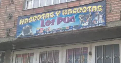 MASCOTAS Y MASCOTAS LOS PUG MASCOTAS Y MASCOTAS LOS PUG
